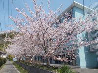 🌸施設内の桜🌸